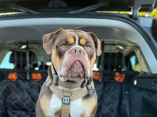 Olde English Bulldogge dogs Olde English bulldog male 4 years old - Advert 10