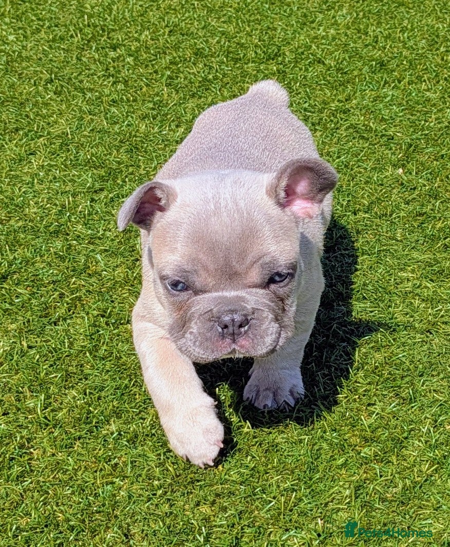 French Bulldog dogs French bulldog puppies  - Advert 2