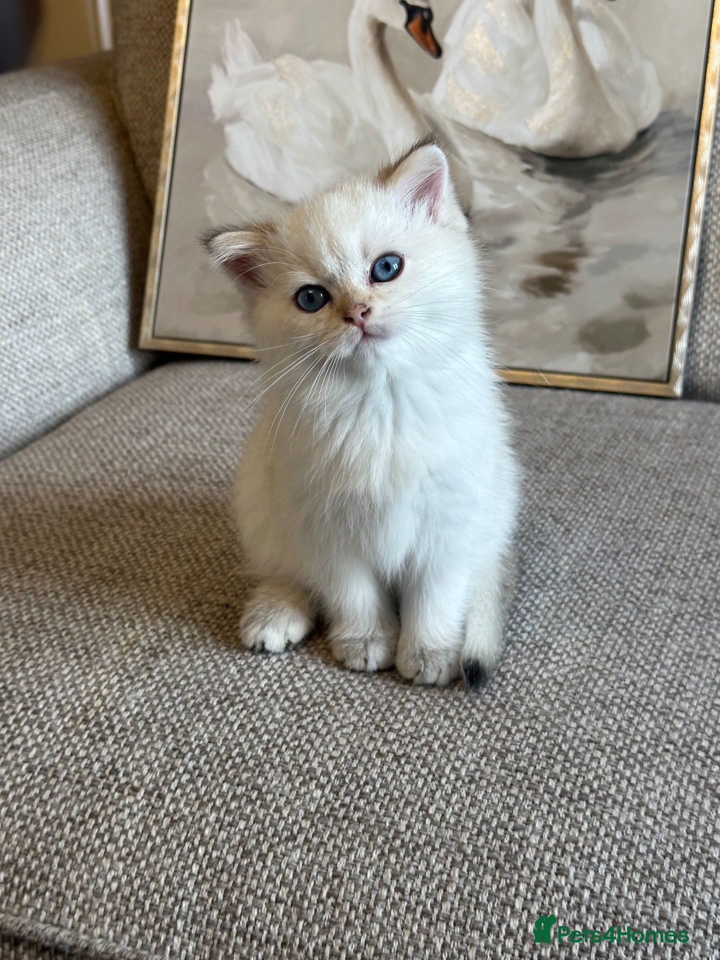 Scottish Fold cats for sale:  *LUXURY SCOTTISH KITTENS* - Advert 11