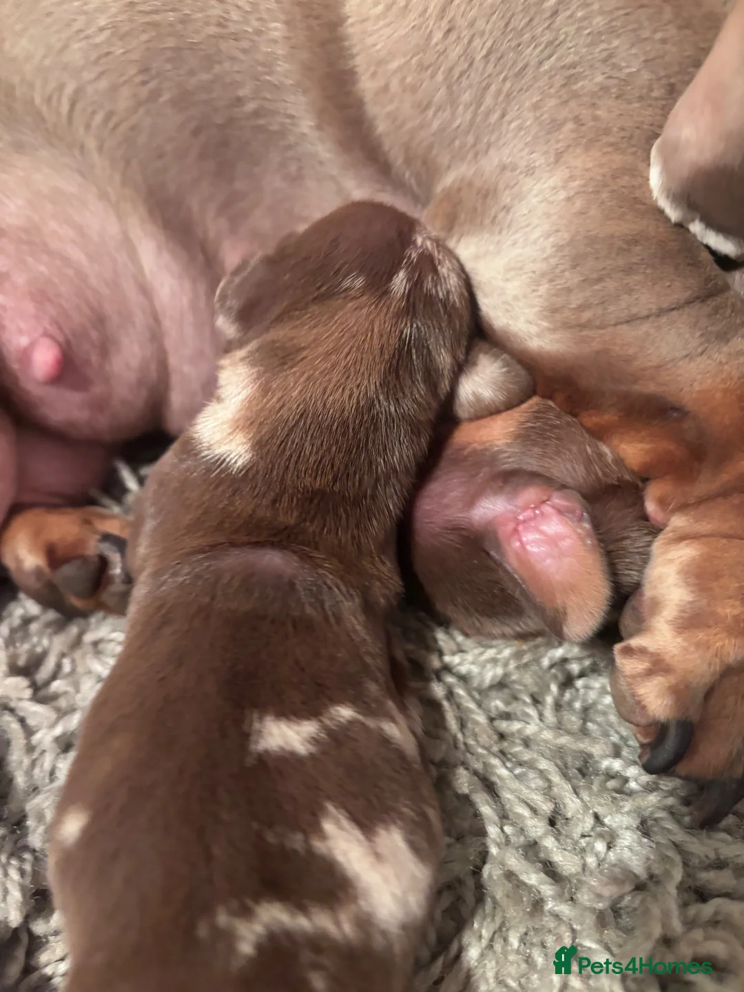 Dachshund dogs for sale: 2 Isabella dapple 2 caramel dapple  in Queenborough - Advert 2