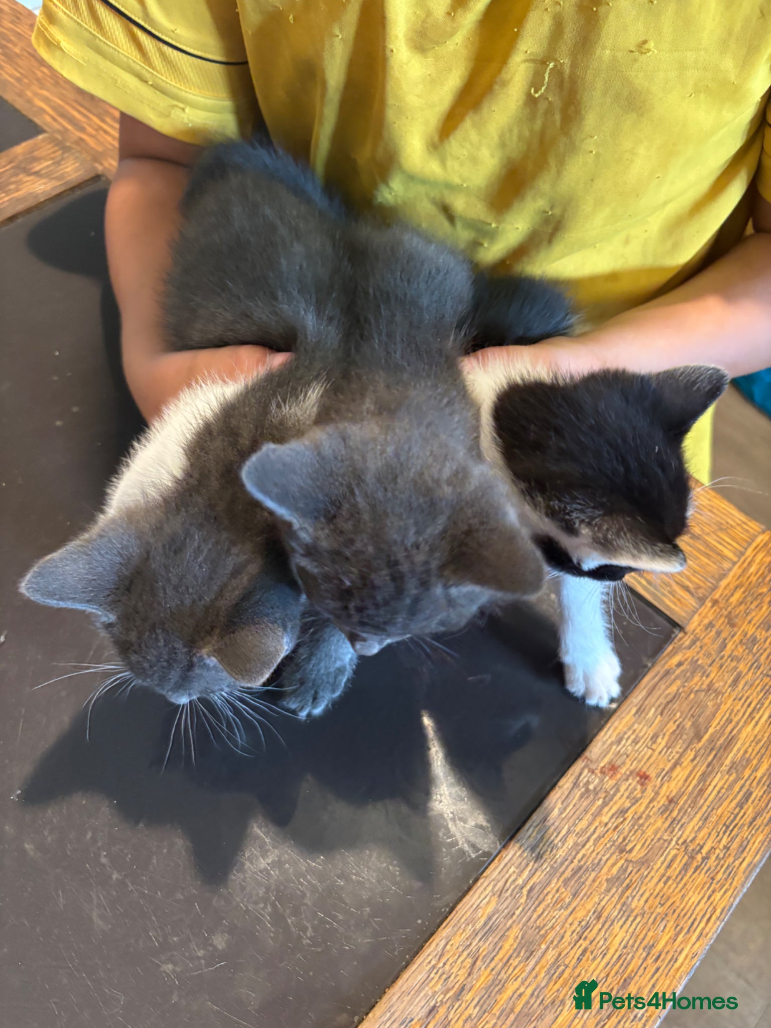 British Shorthair cats Kittens for sale  - Advert 4