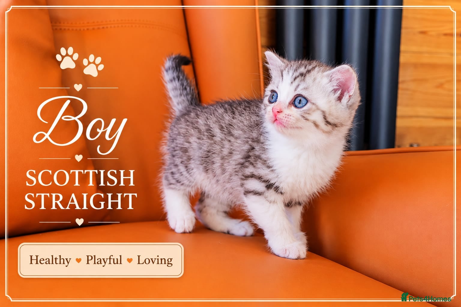 Scottish Fold cats for sale: Scotish Fold Kittens - Advert 20