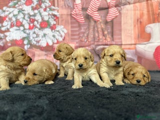 Labradoodle dogs Beautiful Miniature F1 Labradoodles - Advert 1