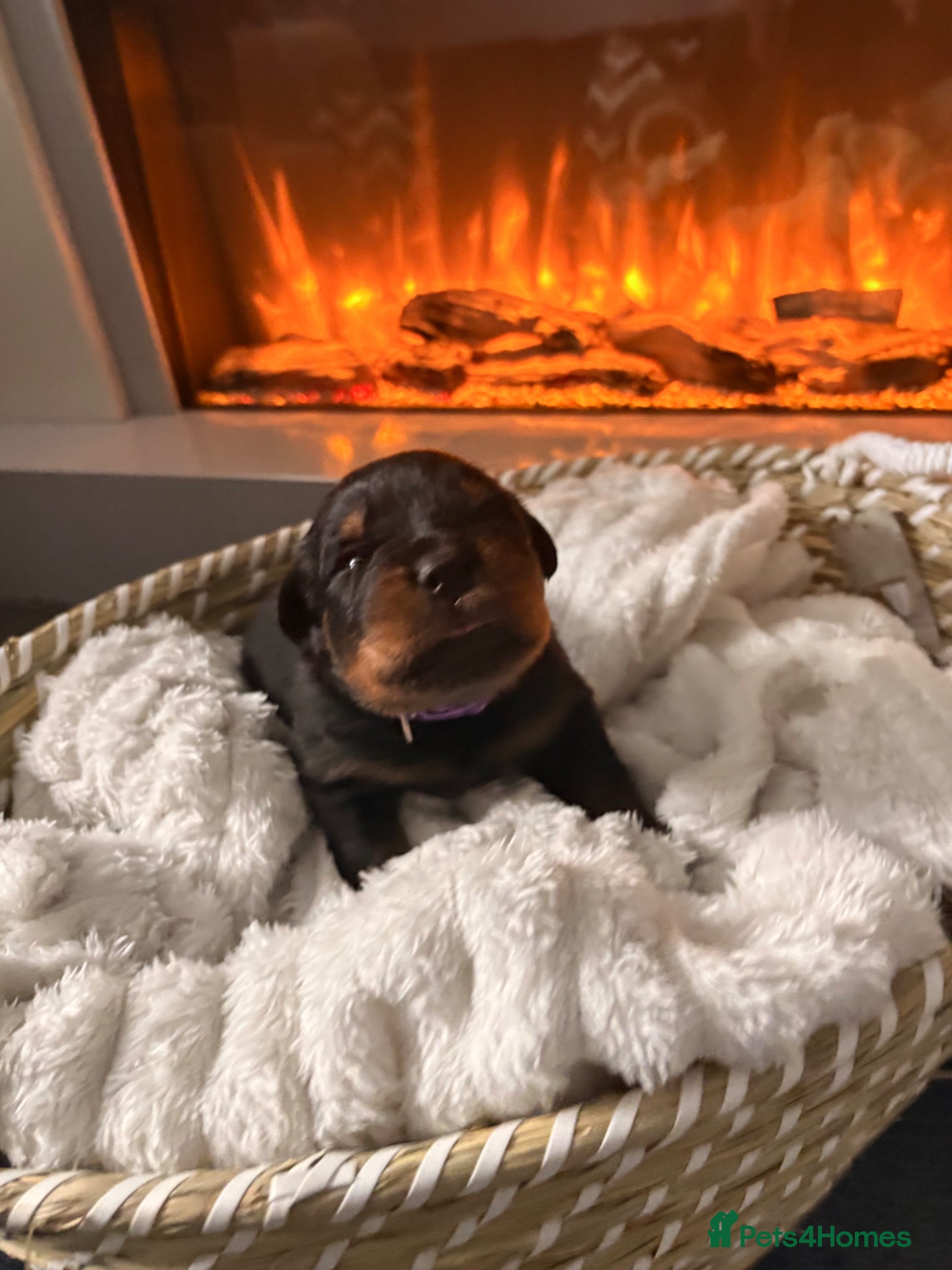 Rottweiler dogs World champion bloodlines last few remaining  - Advert 2