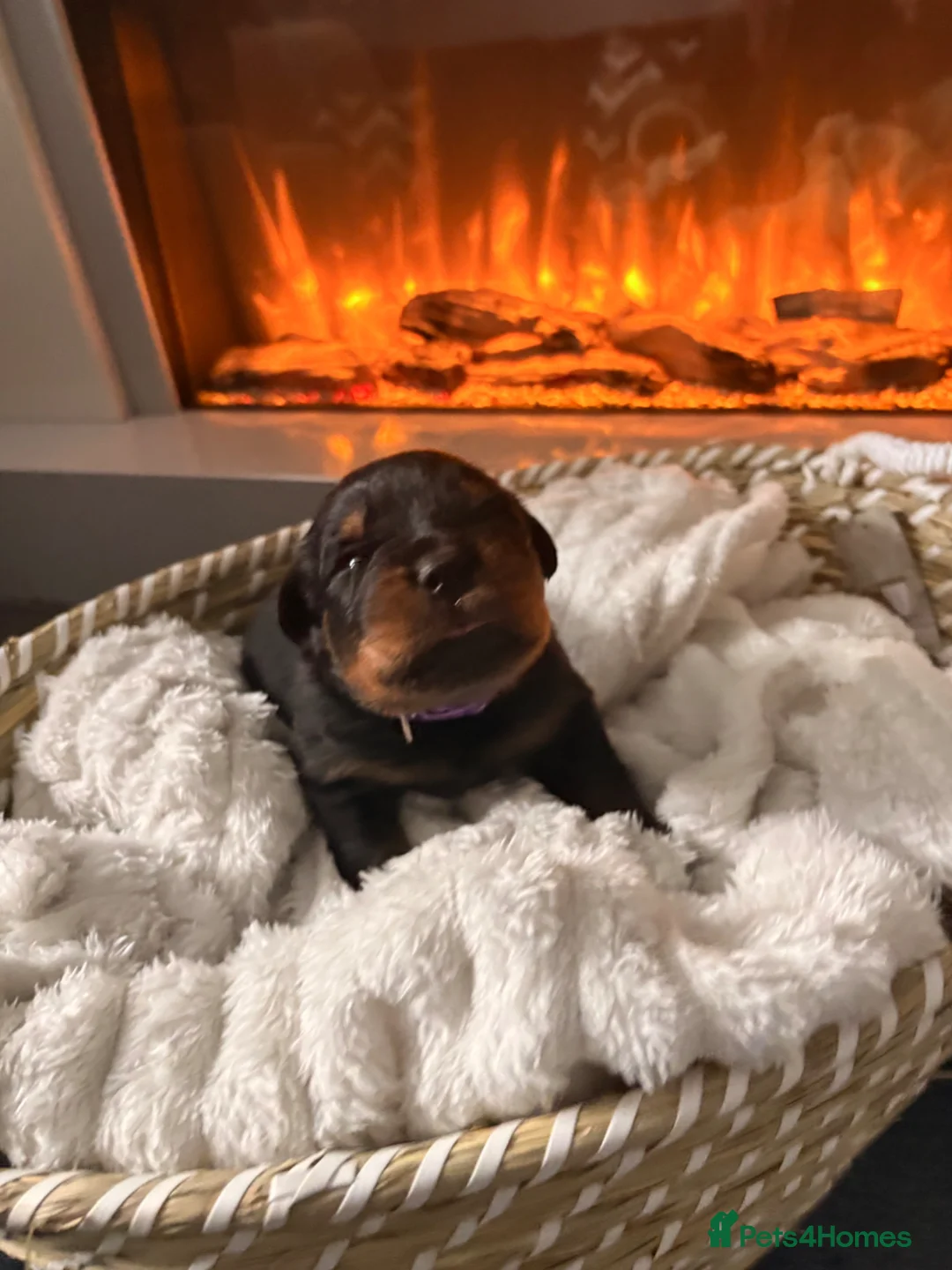 Rottweiler dogs for sale: World champion bloodlines last few remaining  - Advert 2