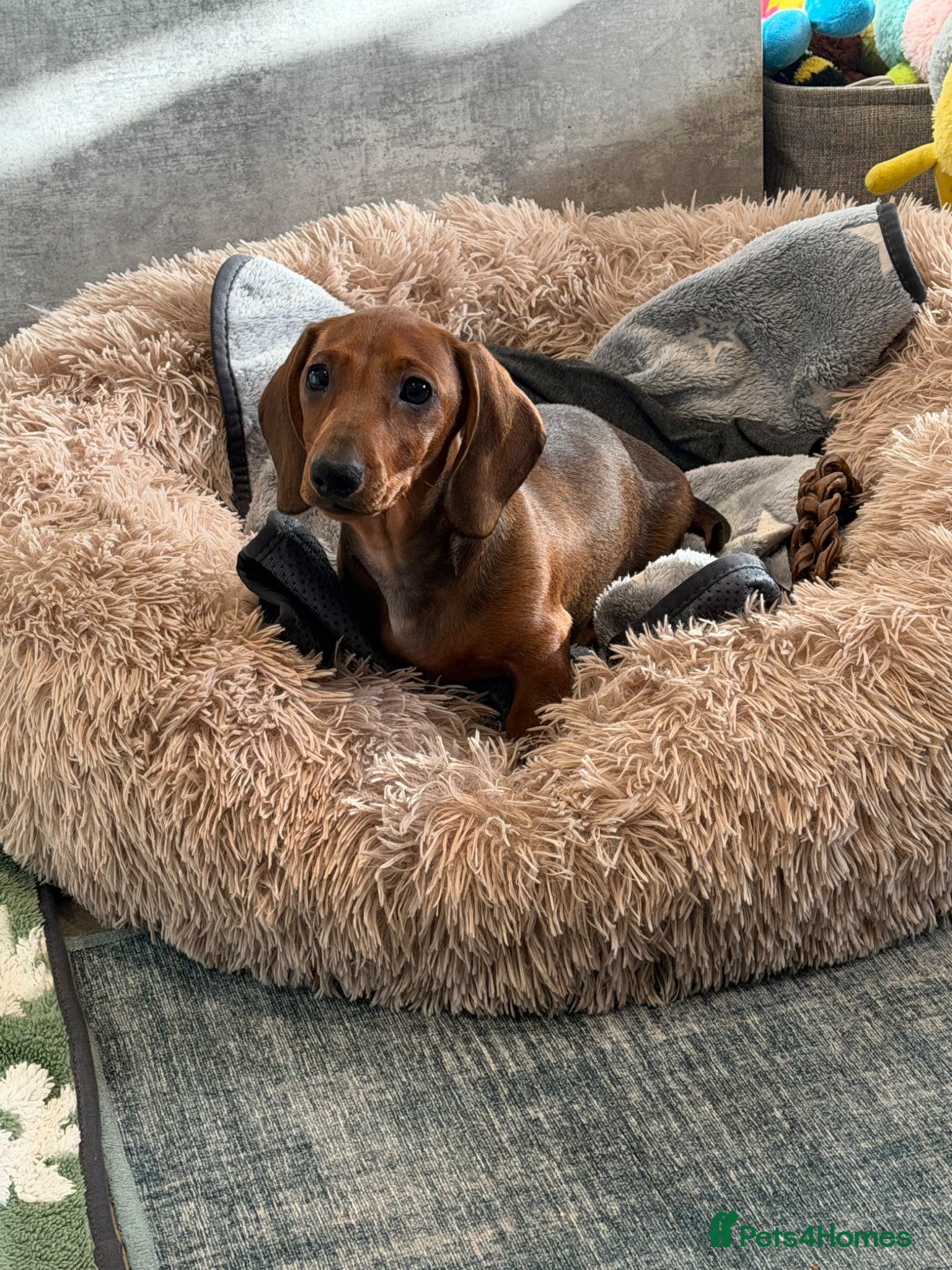 Dachshund dogs 1 girl left Outstanding standard smooth dachshund - Advert 1