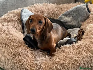 Dachshund dogs for sale: 1 Dachshund girl Ready to go, fully vaccinated, - Advert 2