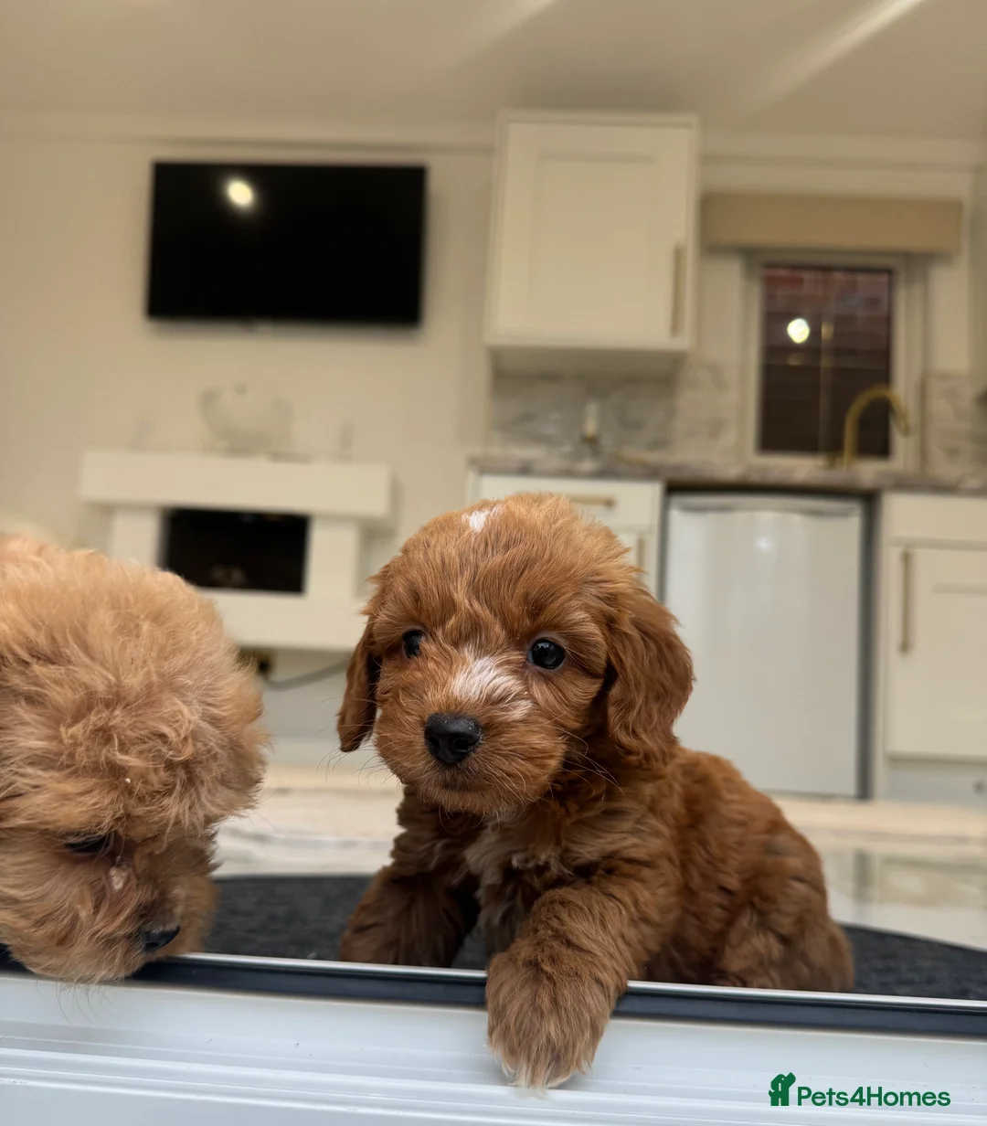 Cockapoo dogs for sale: F1 COCKAPOOS pra clear (council lincesed) - Advert 25