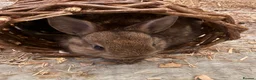 Netherland Dwarf rabbits for sale: Two Netherland Dwarf rabbits, 2 months old  - Advert 4