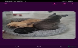French Bulldog dogs for sale: Frenchbulldog - Image 4