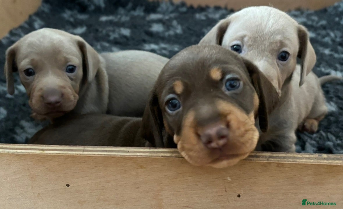 Miniature Dachshund dogs 3 female minature dachshund puppies  - Advert 1