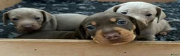 Miniature Dachshund dogs for sale: 3 female minature dachshund puppies  - Advert 1