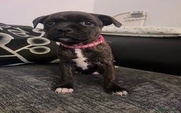 Staffordshire Bull Terrier dogs for sale: Staffordshire Bull Terrier Pups  - Image 5