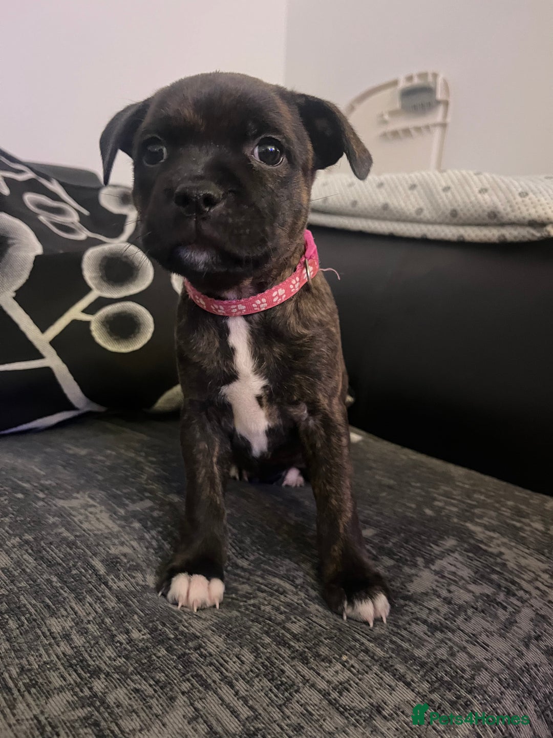 Staffordshire Bull Terrier dogs for sale: Staffordshire Bull Terrier Pups  - Image 5