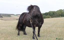 Shetland pony horses for sale: Billy -  black 3yo Shetland pony gelding. - Image 4