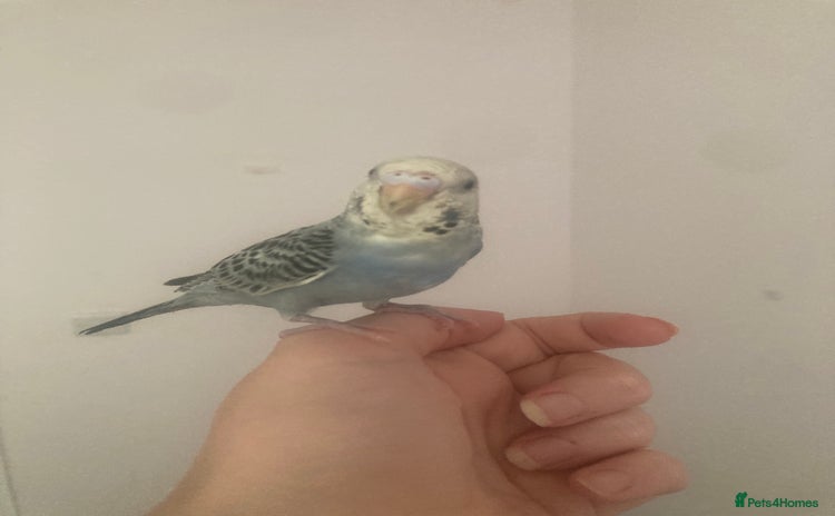Budgerigars birds - Advert 10