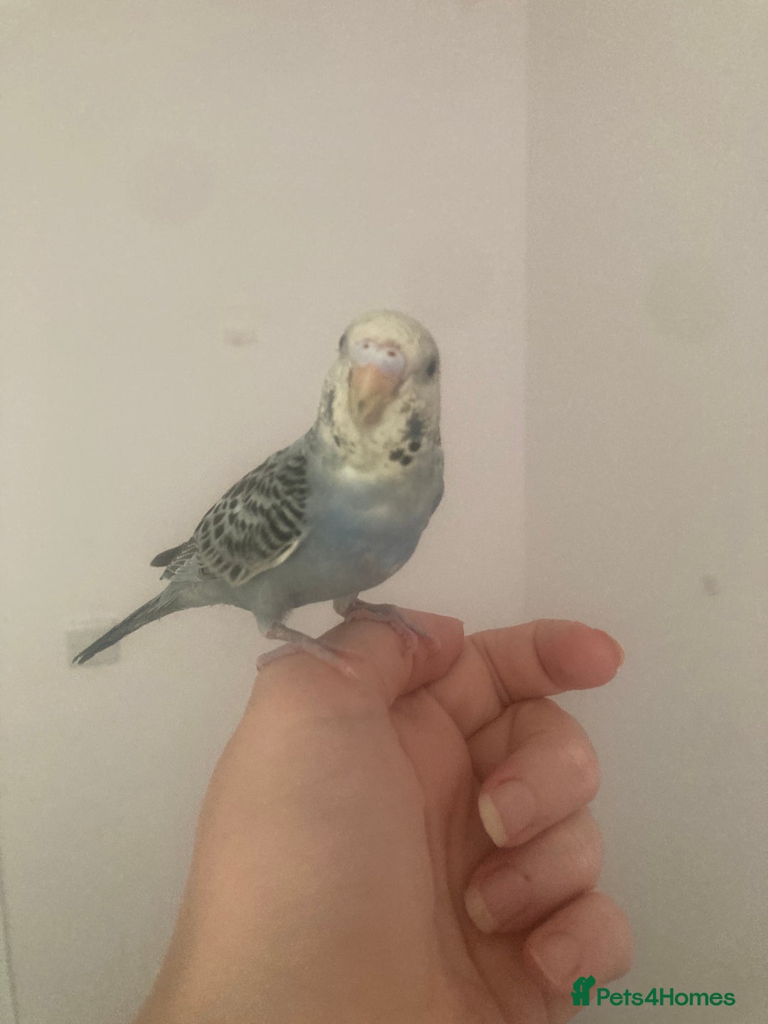 Budgerigars birds for sale: Beautiful Budgie Baby Boy  - Image 1