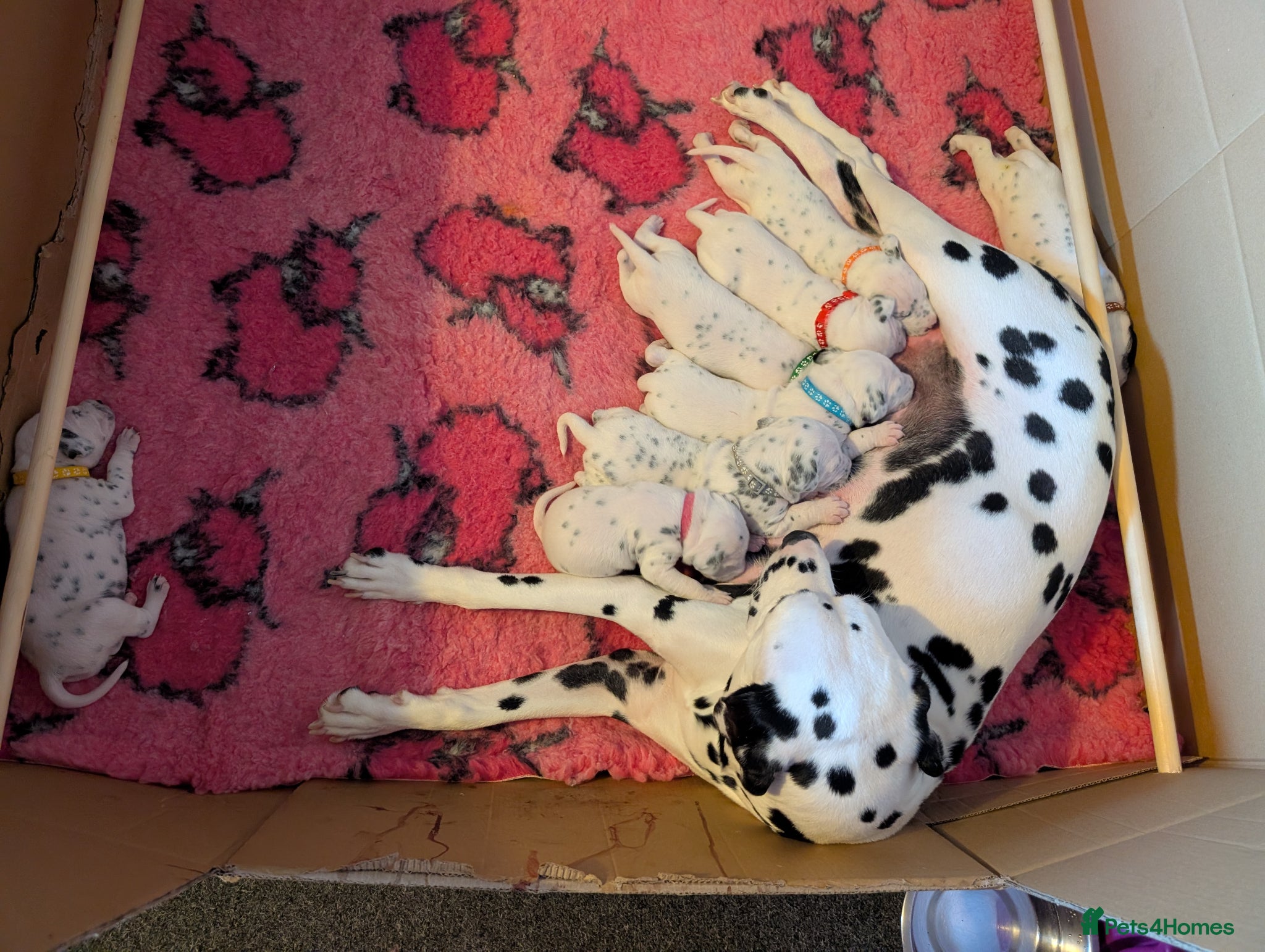 Dalmatian dogs Dalmatian puppies  - Advert 4