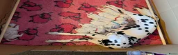 Dalmatian dogs for sale: Dalmatian puppies  - Advert 1