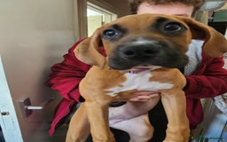 Boxer dogs for sale: Beautiful female boxer puppy  - Image 1
