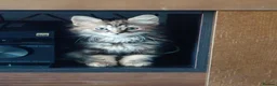 Siberian cats for sale: Siberian long hair - Advert 3