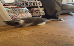 British Shorthair cats for sale: Half British shorthair  - Image 4
