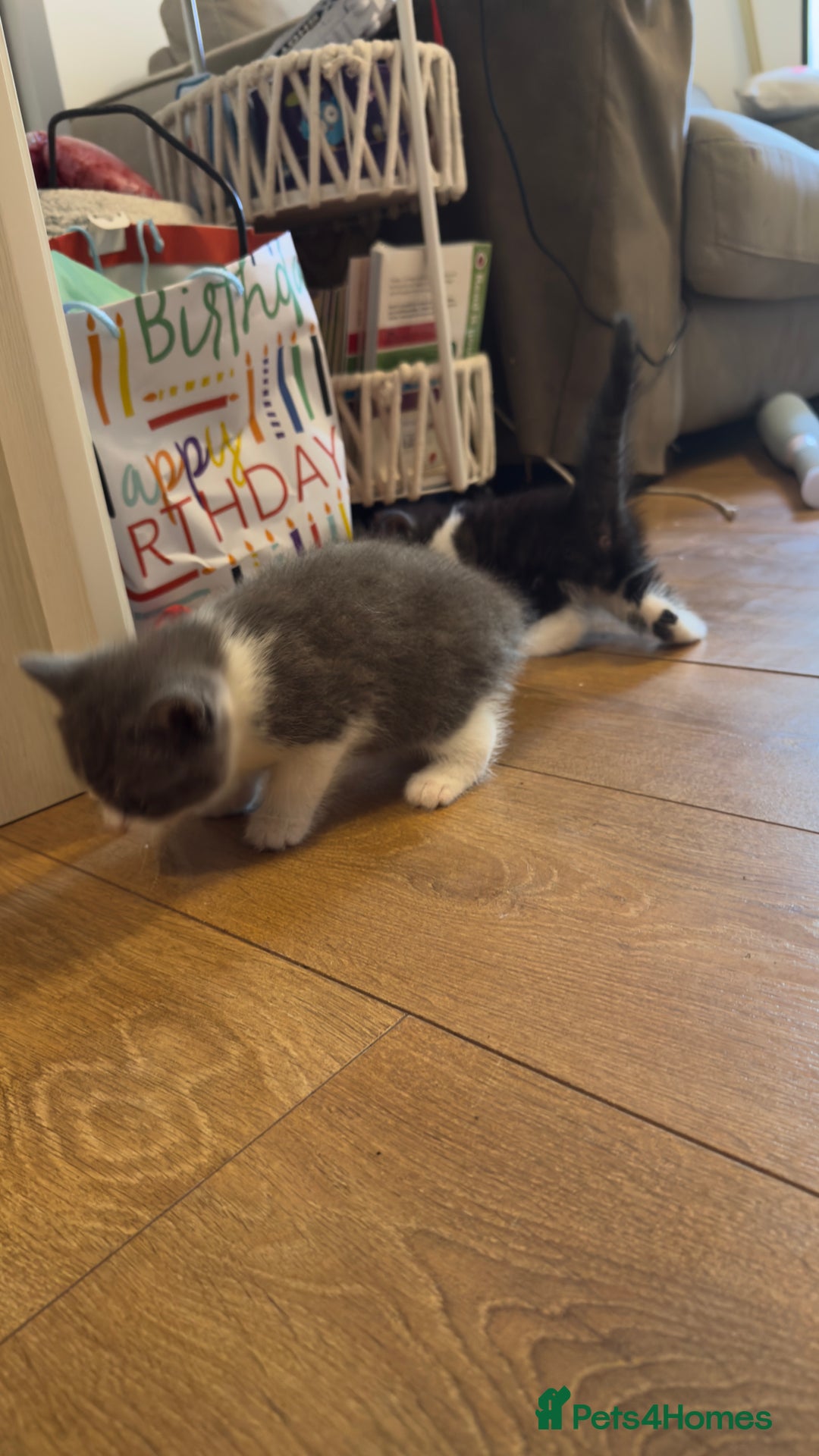 British Shorthair cats for sale: Half British shorthair  - Image 4