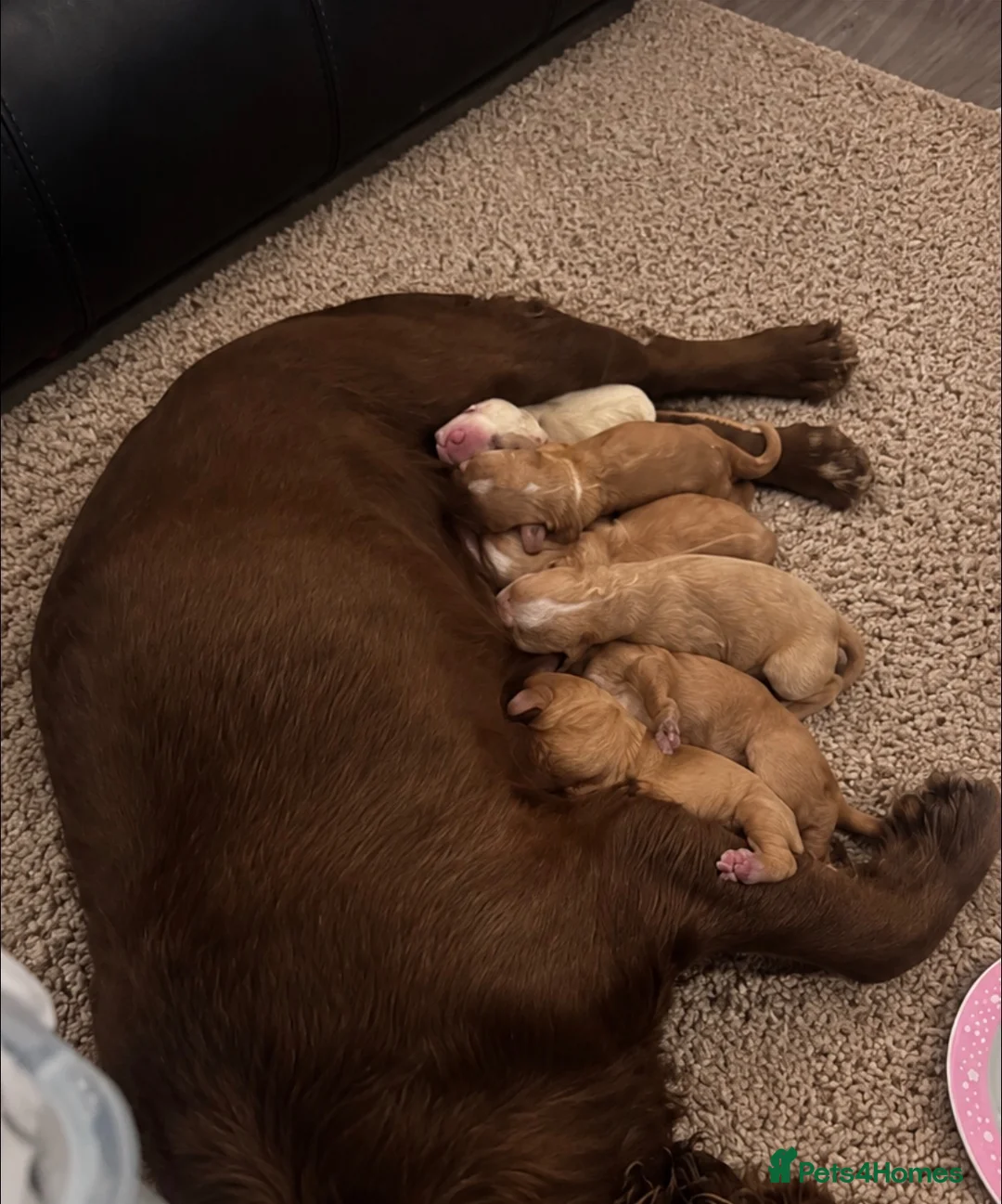 Cocker Spaniel dogs for sale: 5* kc reg cocker Spaniel working puppies in Leeds - Advert 2