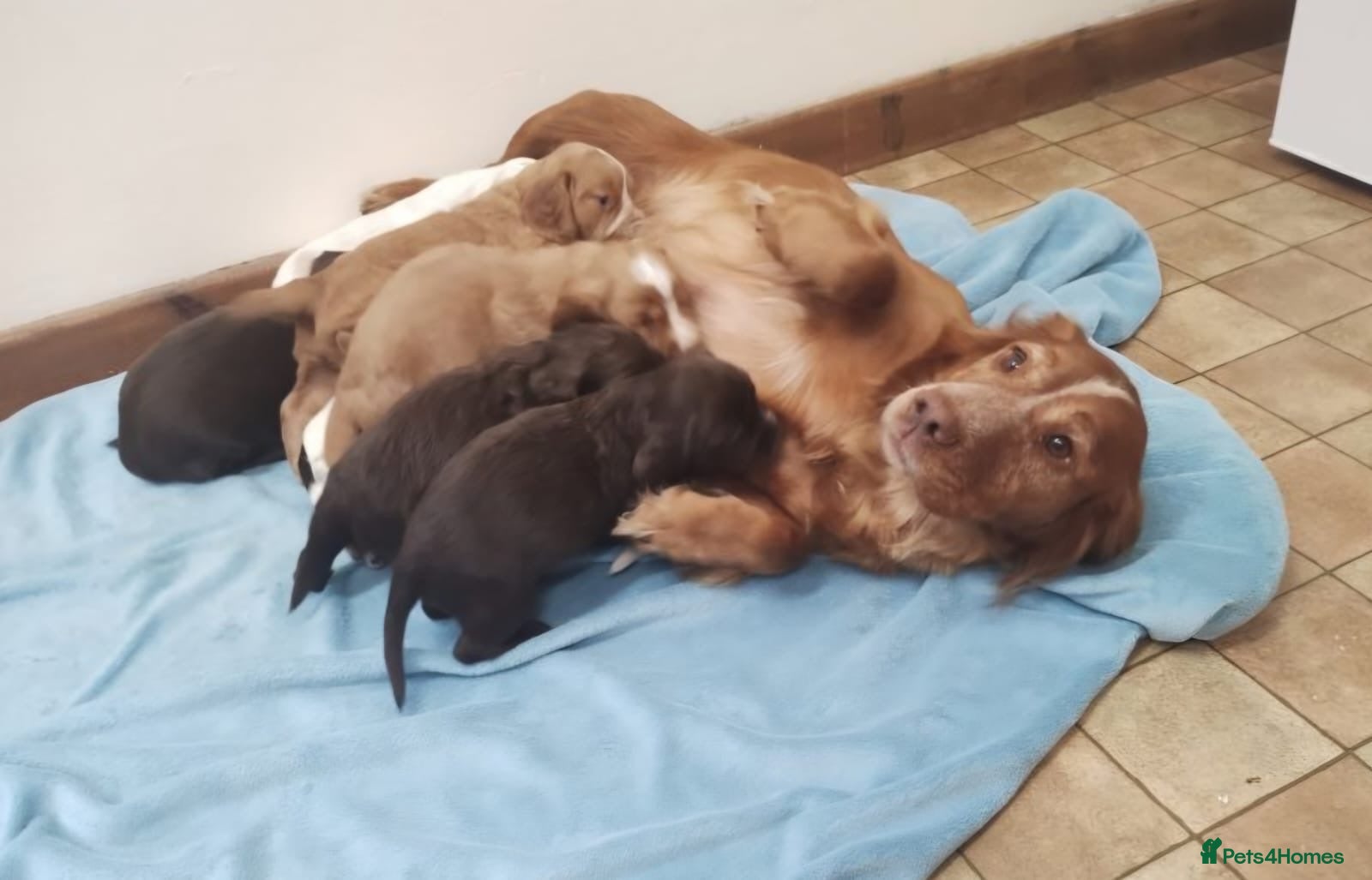 Cocker Spaniel dogs for sale: Female cocker spaniel puppy  - Advert 18