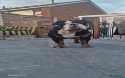 Olde English Bulldogge dogs for stud: Olde English Bulldogge (Black, white and brindle) - Image 6