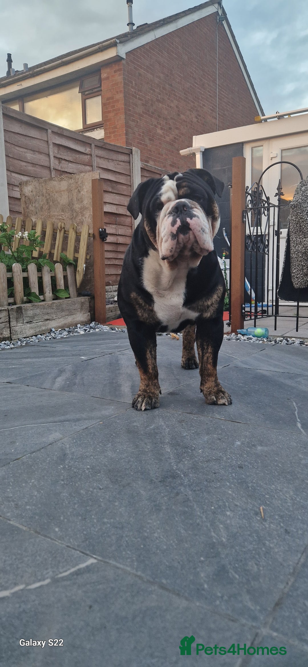Olde English Bulldogge dogs for stud: Olde English Bulldogge (Black, white and brindle) - Image 6