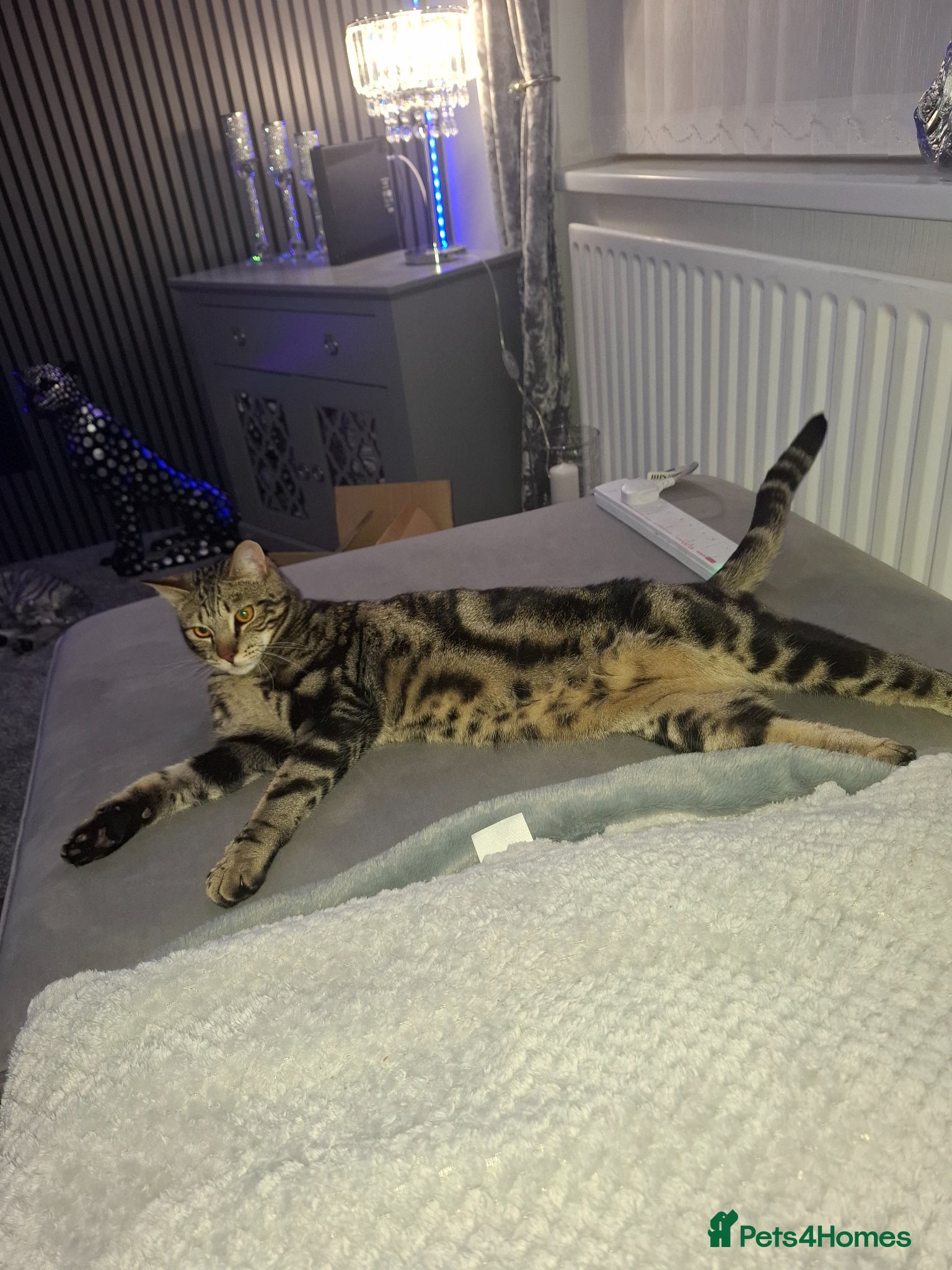 Savannah cats F3 Savannah male - Advert 2