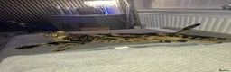 Savannah cats for sale: F3 Savannah male in Wirral - Advert 1