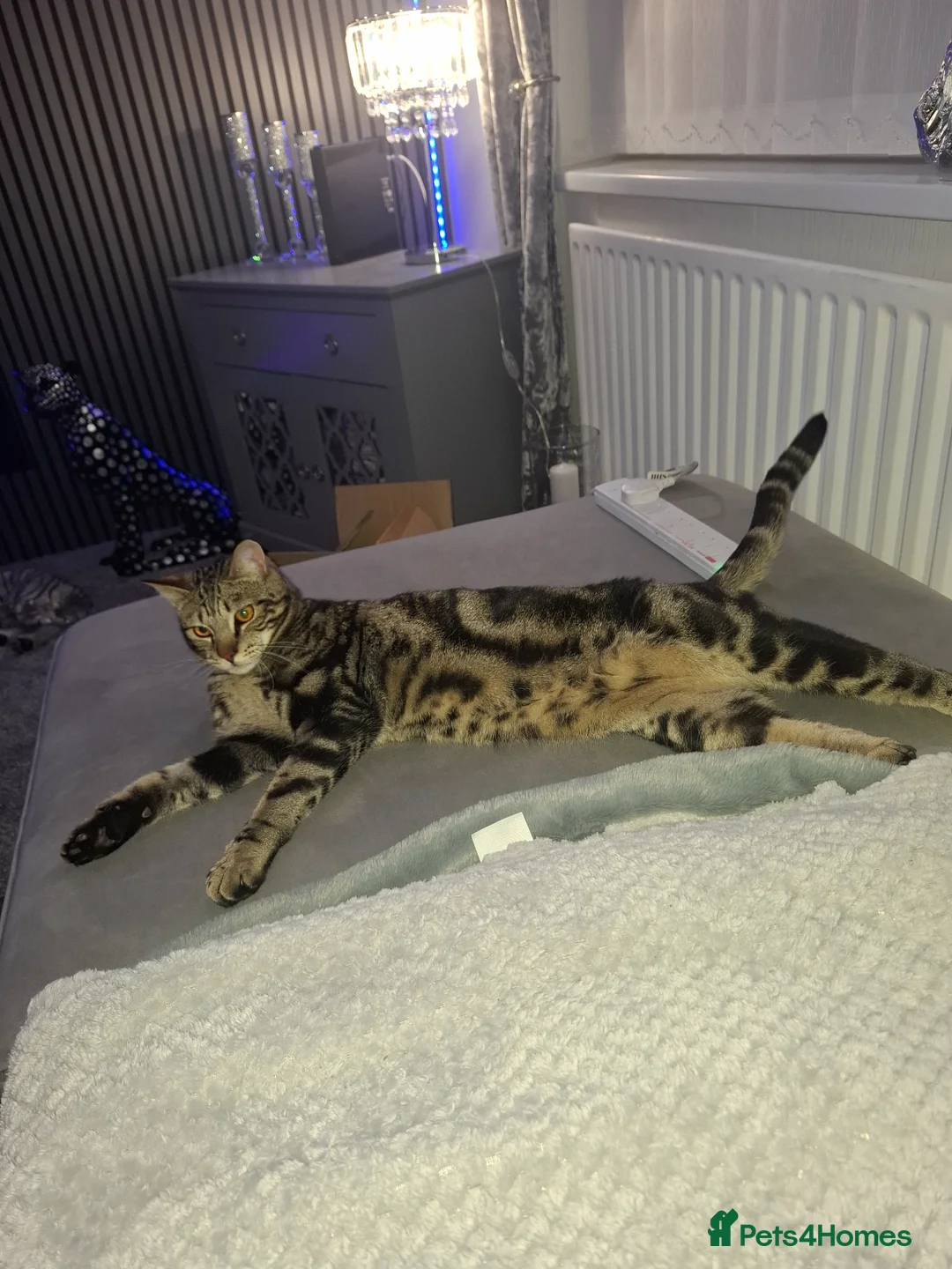 Savannah cats for sale: F3 Savannah male in Wirral - Advert 1