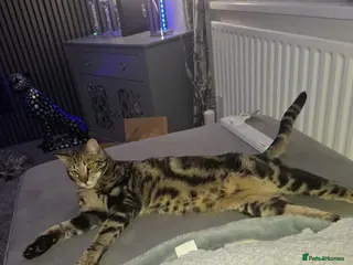 Savannah cats F3 Savannah male - Advert 2