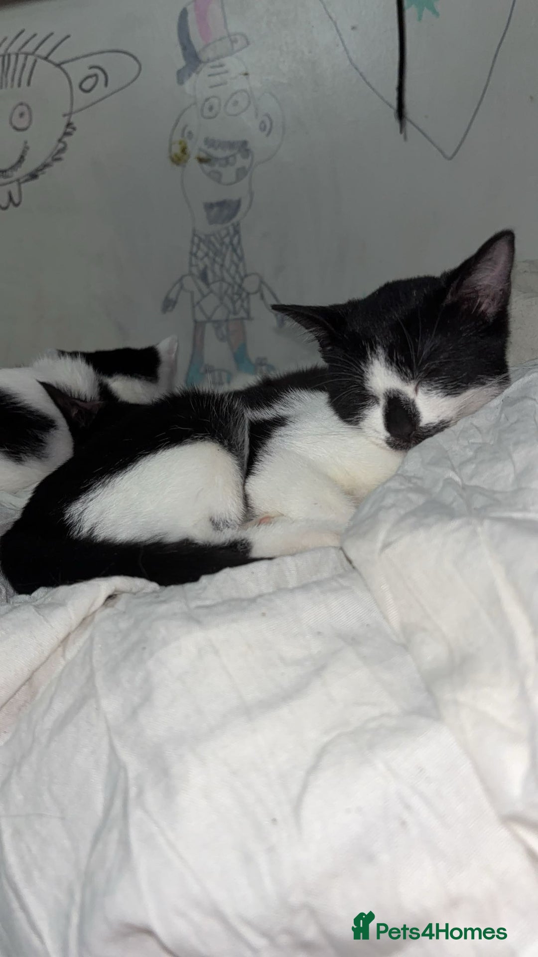 American Shorthair cats for sale: 3 black and white cats - Advert 12