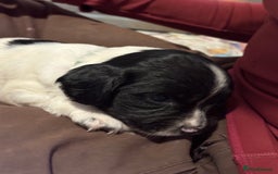 English Springer Spaniel dogs for sale: Working English springer spaniel puppies !!! - Image 5