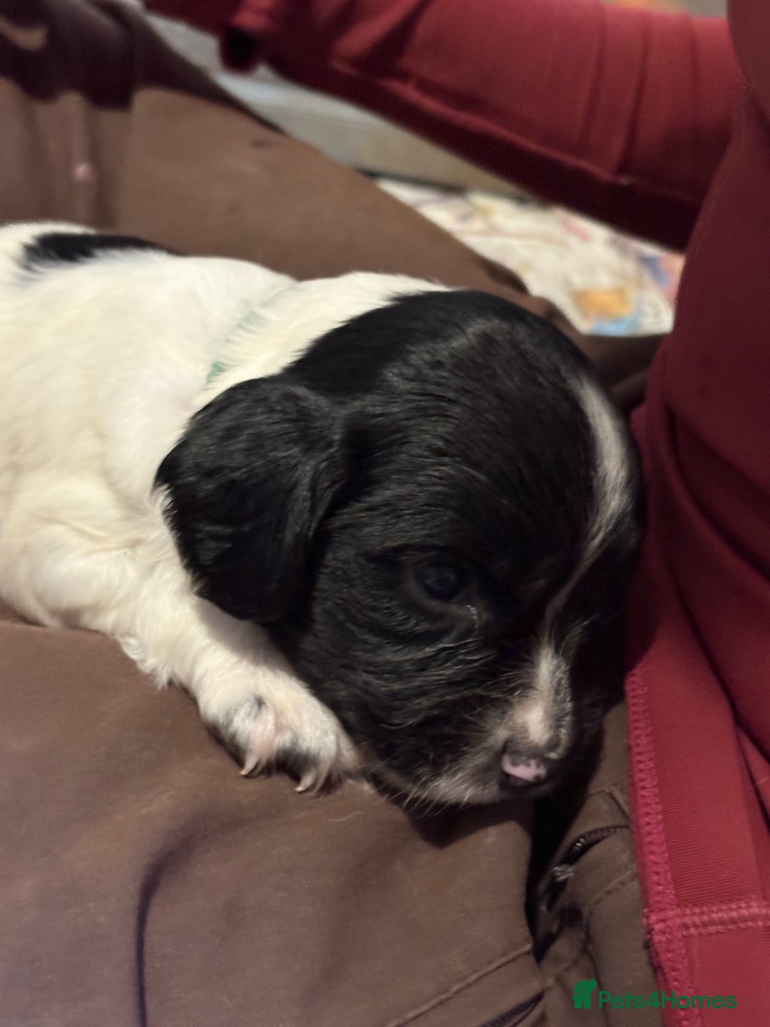 English Springer Spaniel dogs for sale: Working English springer spaniel puppies !!! - Image 5