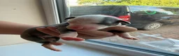Whippet dogs for sale: Beautiful whippet puppies - Advert 7