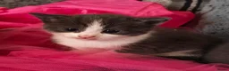 Mixed Breed cats for sale: Adorable Kittens  - Advert 14
