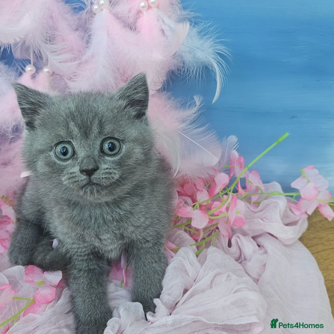British Shorthair cats for sale: Tica registered british shorthair blue girl ready - Advert 1