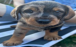 Mixed Breed dogs for sale: Wire Haired Daschund x Rottweiler  - Image 29