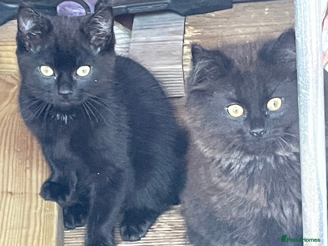 Mixed Breed cats for sale: Ready for forever homes NOW - Image 8