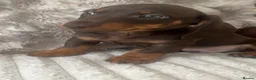 Dachshund dogs for sale: 2 Dachshund puppies left - Advert 3