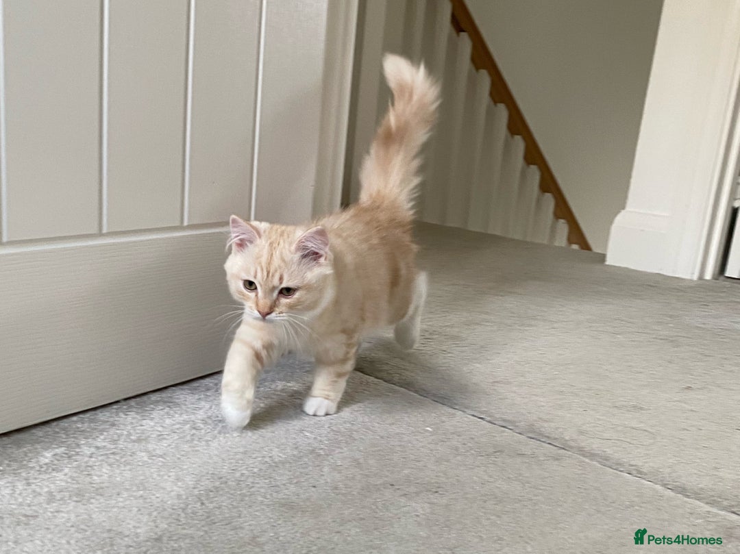 Siberian cats for sale: ✨ Siberian Kitten (ready for her new home now) ✨ - Image 4