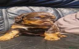 Cocker Spaniel dogs for sale: Stunning kc working cocker spaniels - Image 14