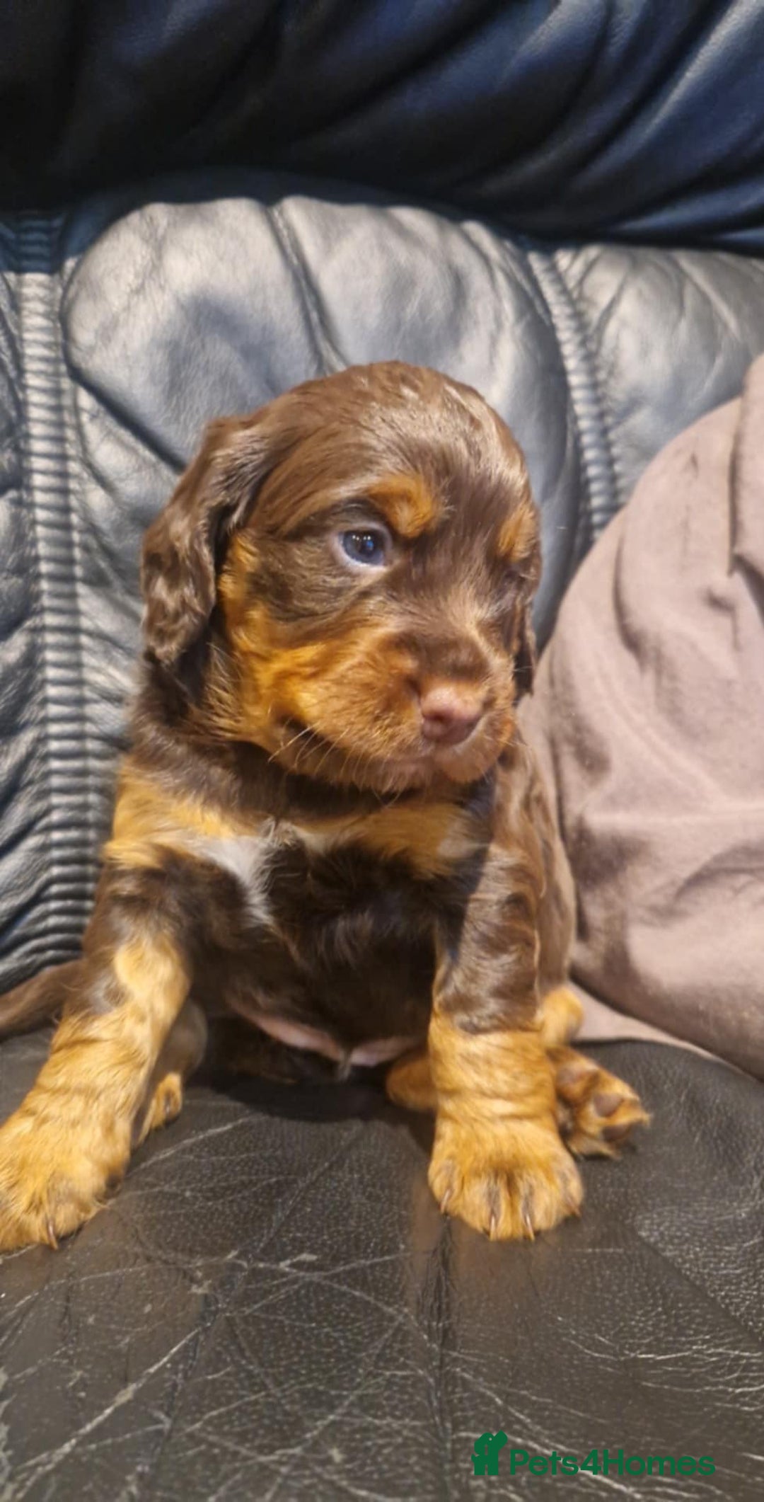 Cocker Spaniel dogs for sale: Stunning kc working cocker spaniels - Image 14