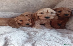 Cockapoo dogs for sale: Cockapoo puppy's  - Advert 6