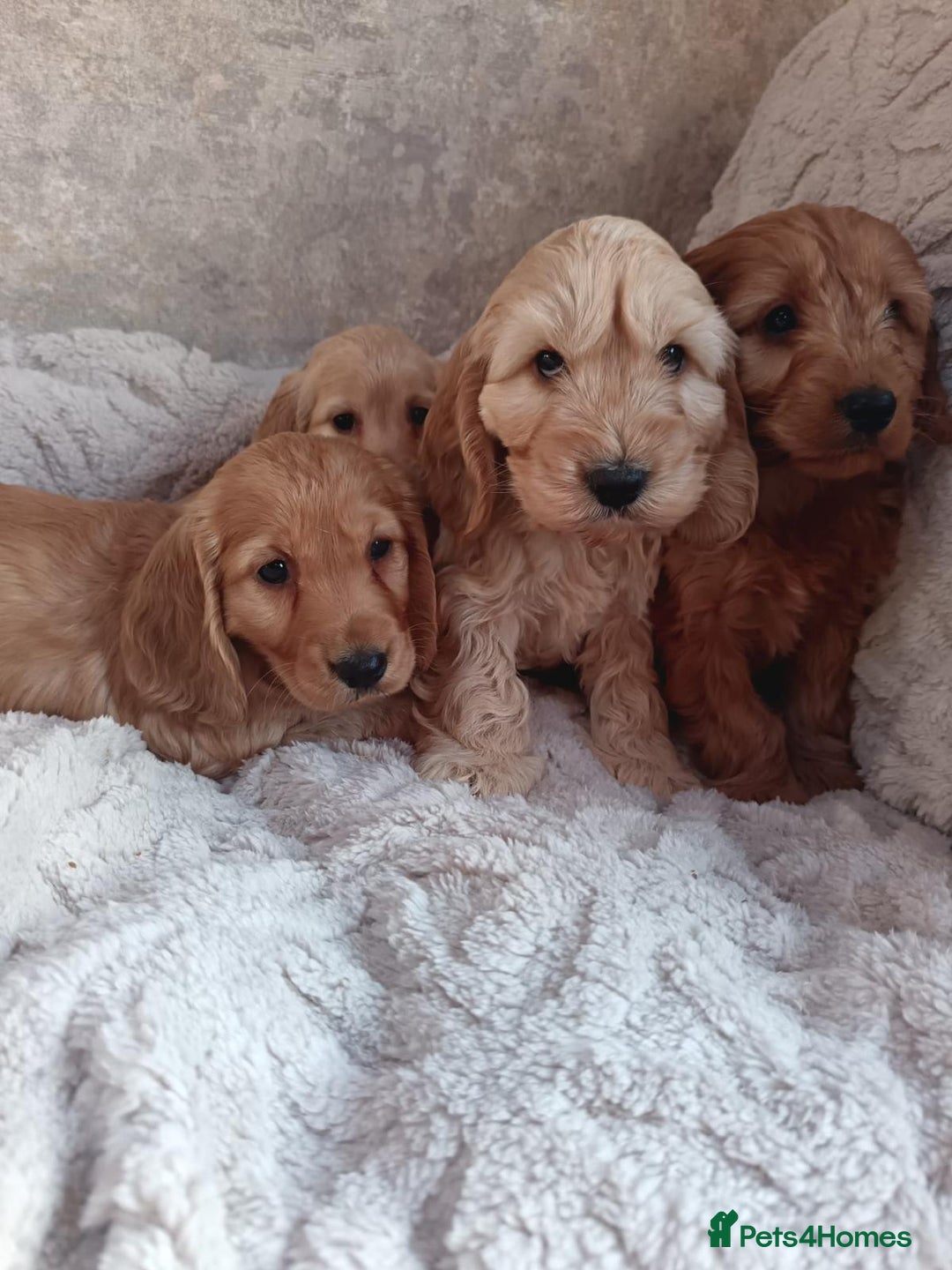 Cockapoo dogs for sale: Cockapoo puppy's  - Advert 6