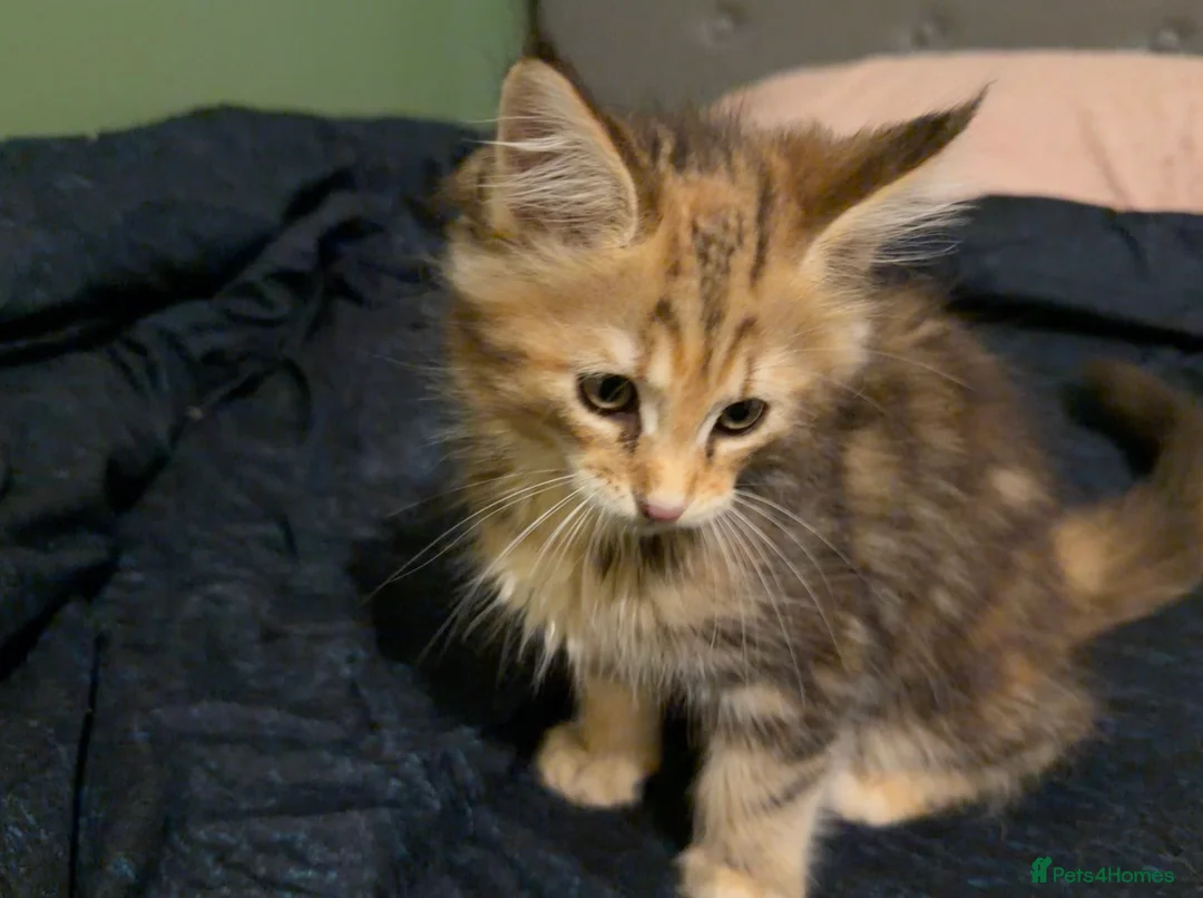 Maine Coon cats for sale: Last Gorgeous Affectionate Maine Coon Cross Kitten - Advert 15